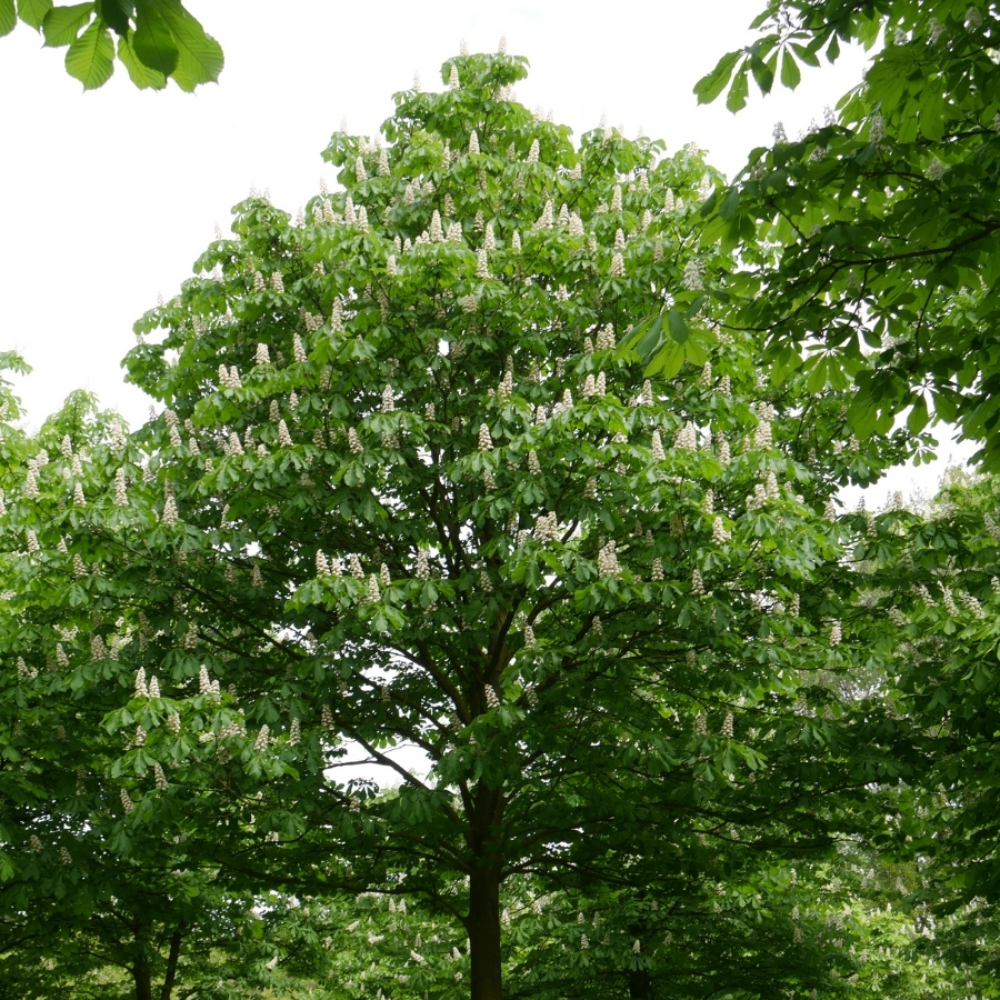 Конский каштан обыкновенный, С3 Конский каштан обыкновенный, С3 - Dolina-Sad.Ru