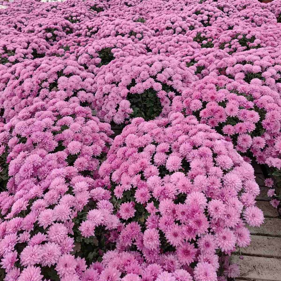 Хризантема мультифлора Пинк Хризантема мультифлора Пинк - Dolina-Sad.Ru