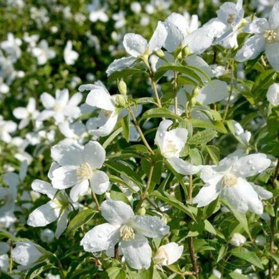 Чубушник Силберреген, С3 - Dolina-Sad.Ru