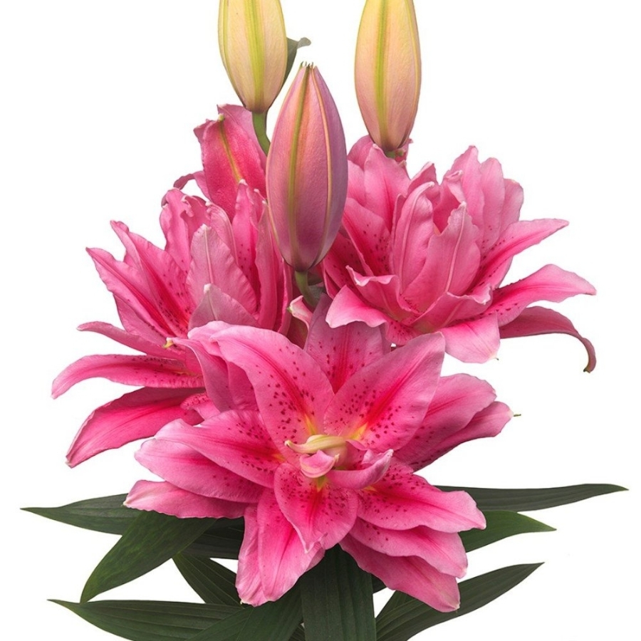 Лилия Роузлили Виола Лилия Роузлили Виола - Dolina-Sad.Ru