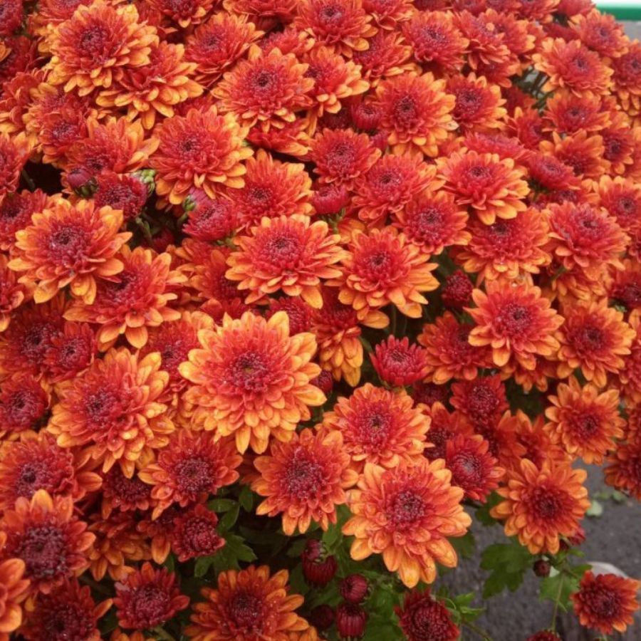 Хризантема мультифлора Джи Джи Оранж Хризантема мультифлора Джи Джи Оранж - Dolina-Sad.Ru