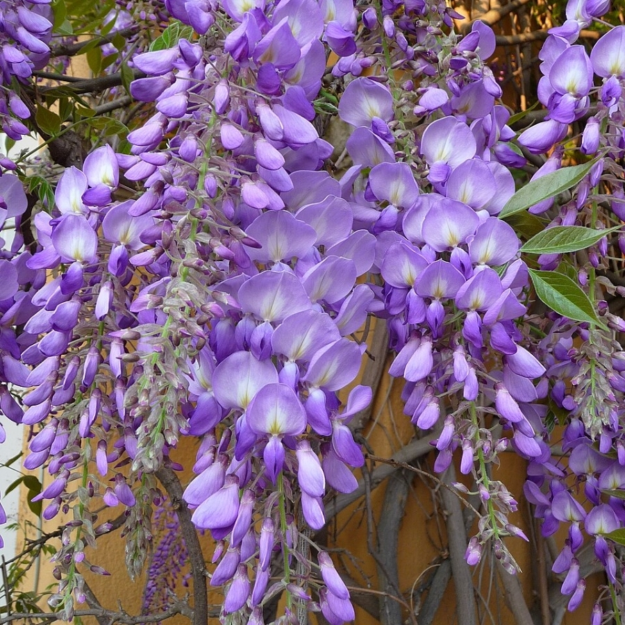 Глициния китайская, С3 Глициния китайская, С3 - Dolina-Sad.Ru