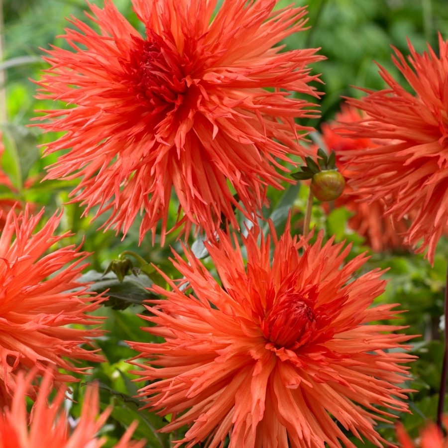 Георгина Оранж Мармелад - Dolina-Sad.Ru