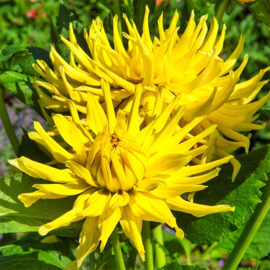 Георгина Еллоу Стар - Dolina-Sad.Ru