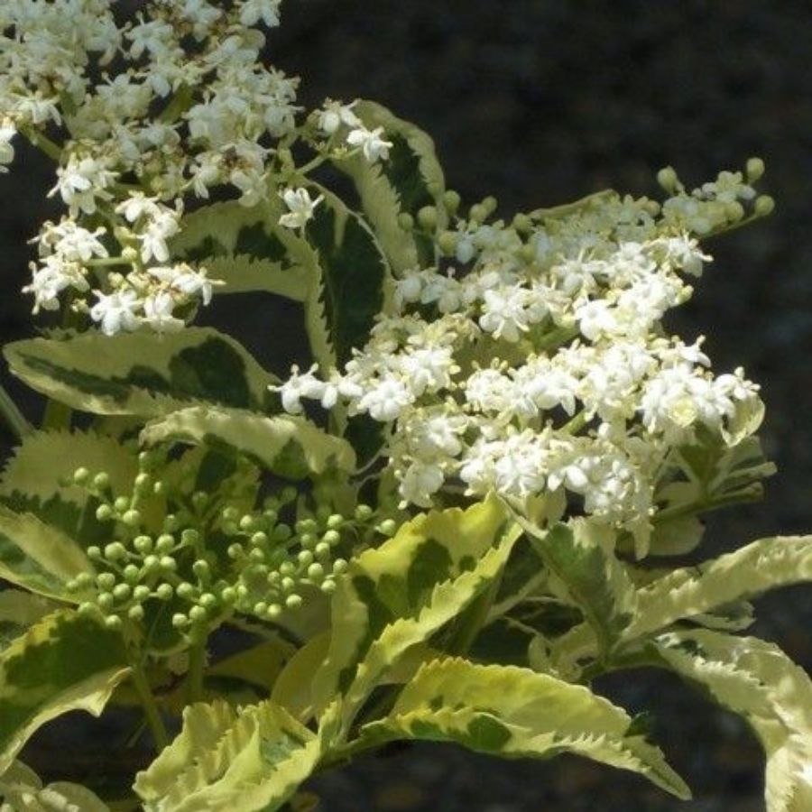 Бузина черная Мадонна, С3 Бузина черная Мадонна, С3 - Dolina-Sad.Ru