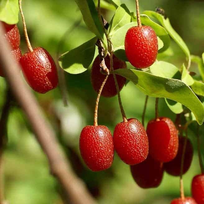 Гумми Монерон Гумми Монерон фото