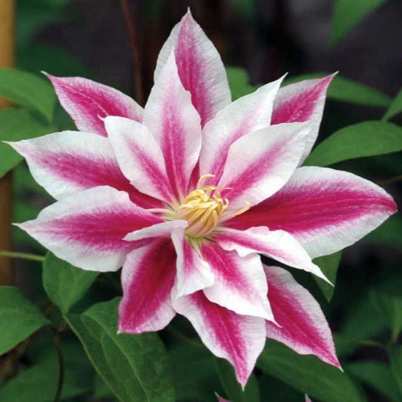 Клематис Андромеда Клематис Андромеда фото