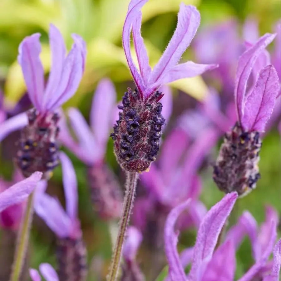 Лаванда французская Белла Тоскана - Dolina-Sad.Ru