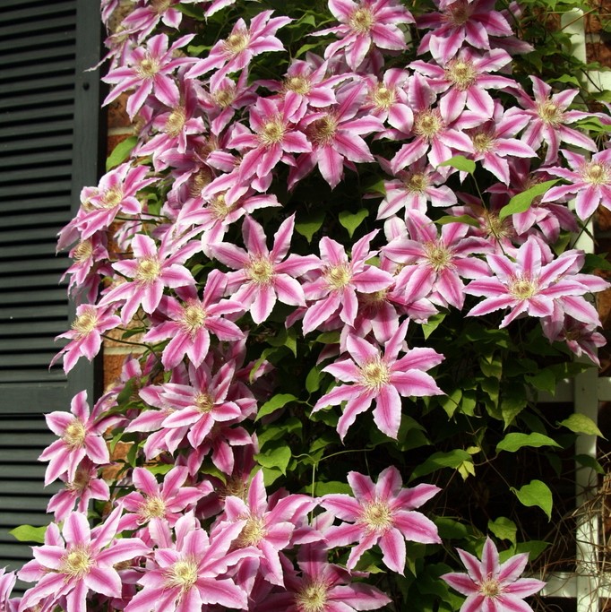 Клематис Андромеда Клематис Андромеда фото