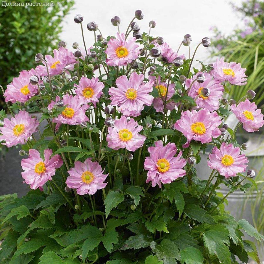 Анемона гибридная Монт-роз - Dolina-Sad.Ru