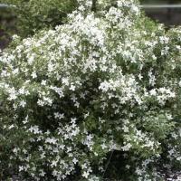 Чубушник Силберреген, С3 - Dolina-Sad.Ru