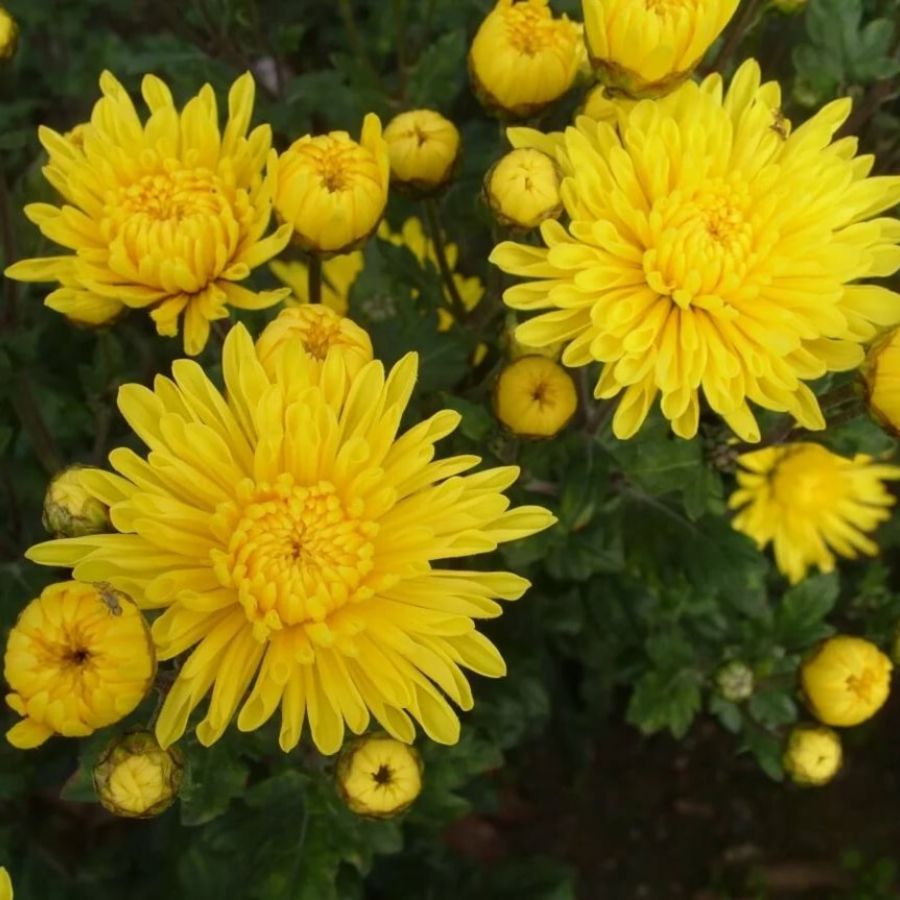 Хризантема мультифлора Бранфонтей Еллоу Хризантема мультифлора Бранфонтей Еллоу - Dolina-Sad.Ru
