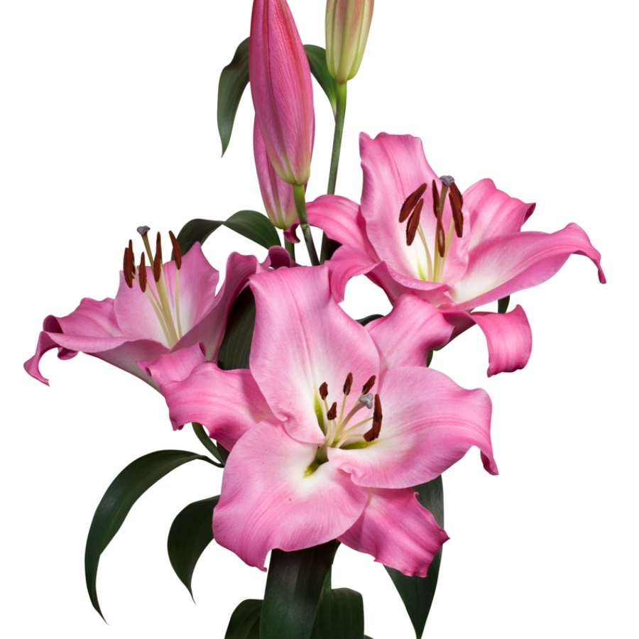 Лилия Брузаго Лилия Брузаго - Dolina-Sad.Ru