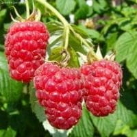 Малина Брусвяна/Ремонтантная фото