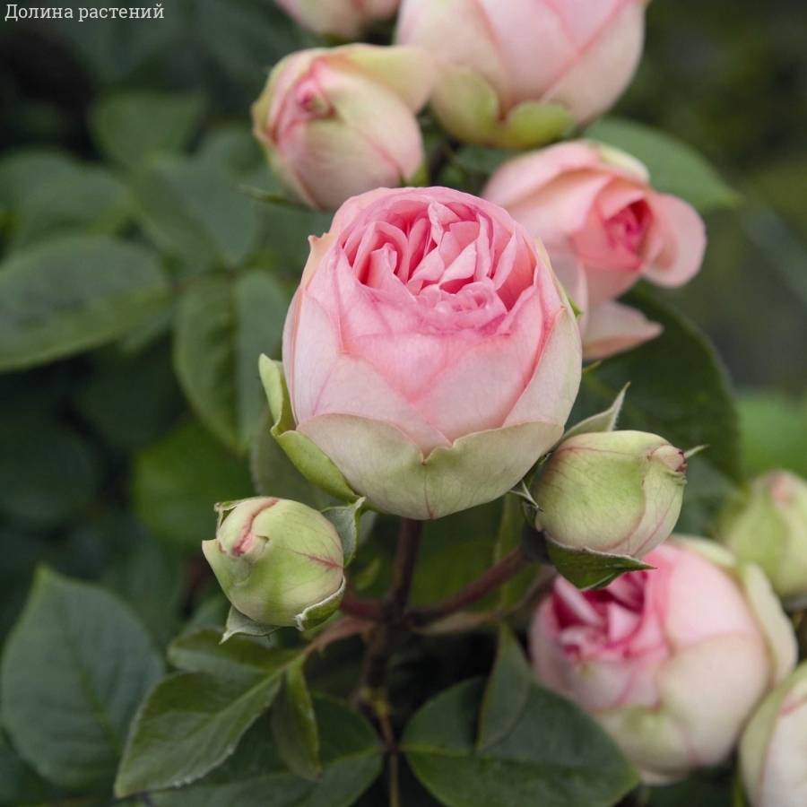 Роза Чарминг Пиано в горшке Роза Чарминг Пиано в горшке - Dolina-Sad.Ru