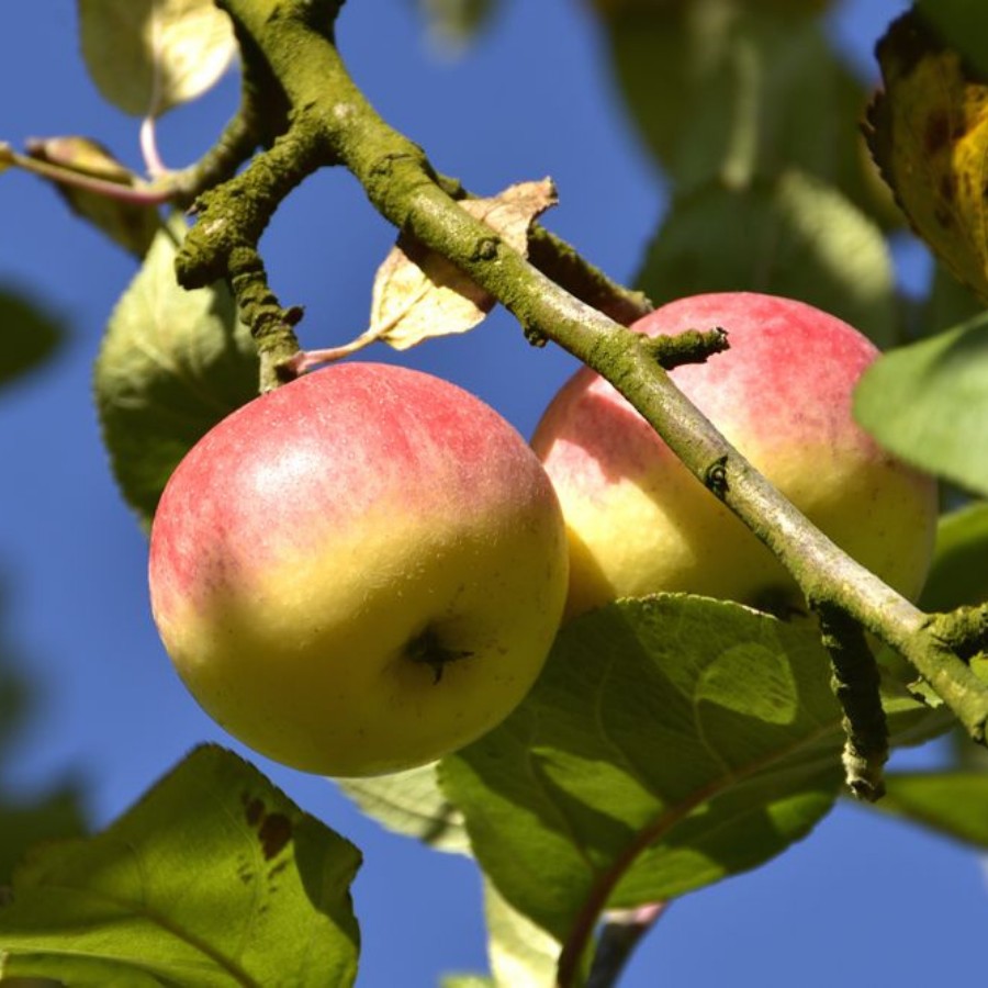 Яблоня лесная Биттенфейдэ, С3 - Dolina-Sad.Ru