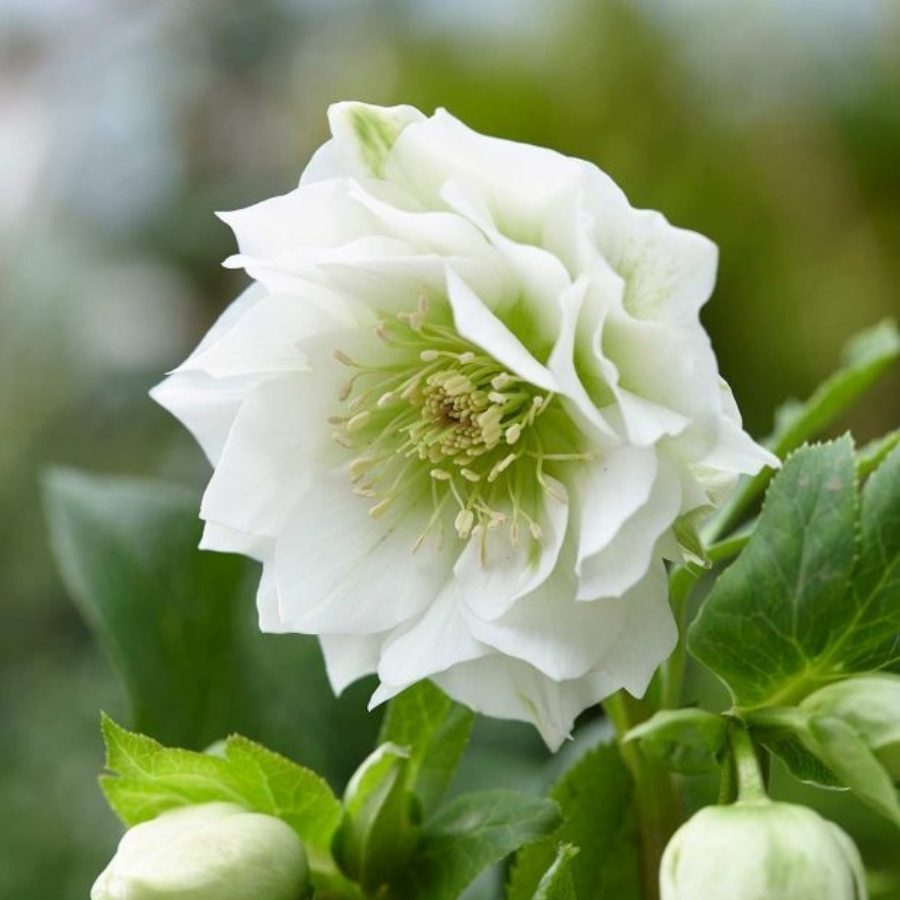 Морозник Дубль Вайт - Dolina-Sad.Ru