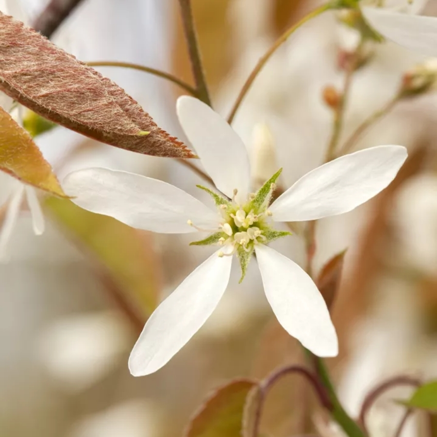 Ирга Ламарка, С3 - Dolina-Sad.Ru