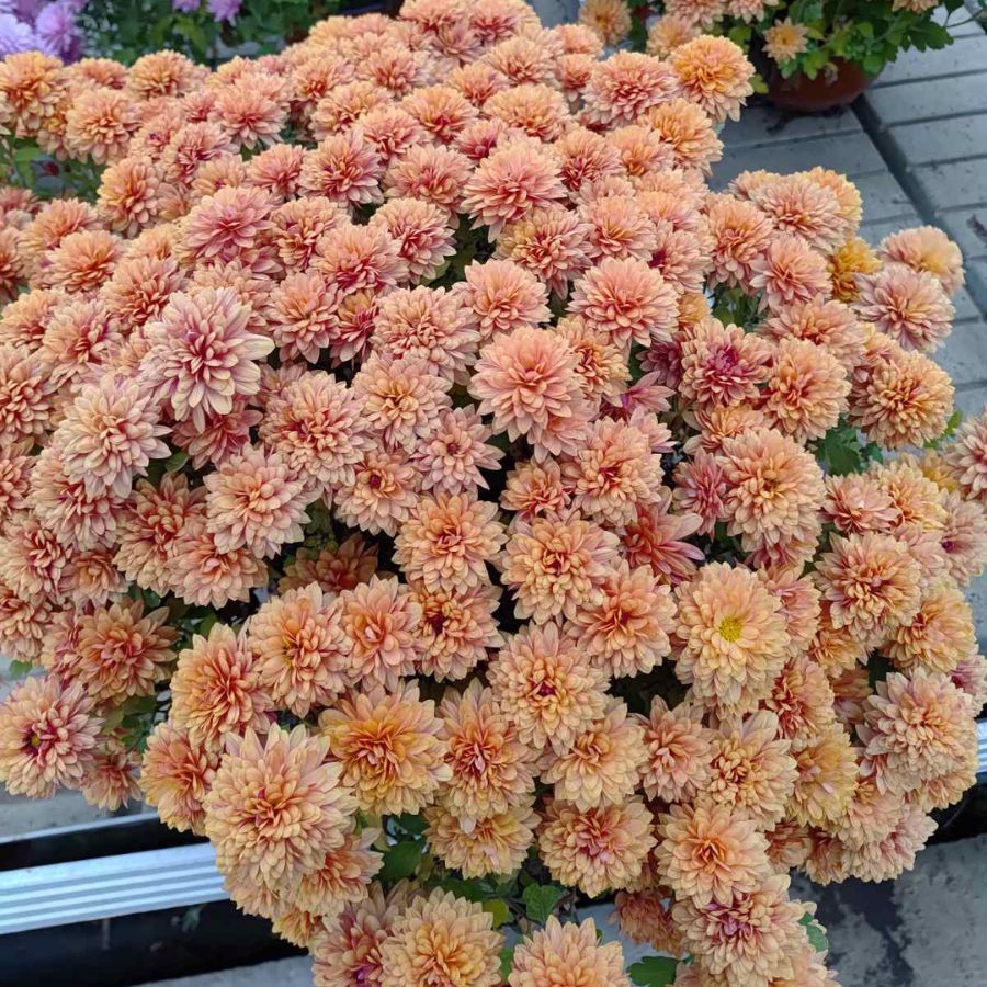 Хризантема мультифлора Персиковая Хризантема мультифлора Персиковая - Dolina-Sad.Ru