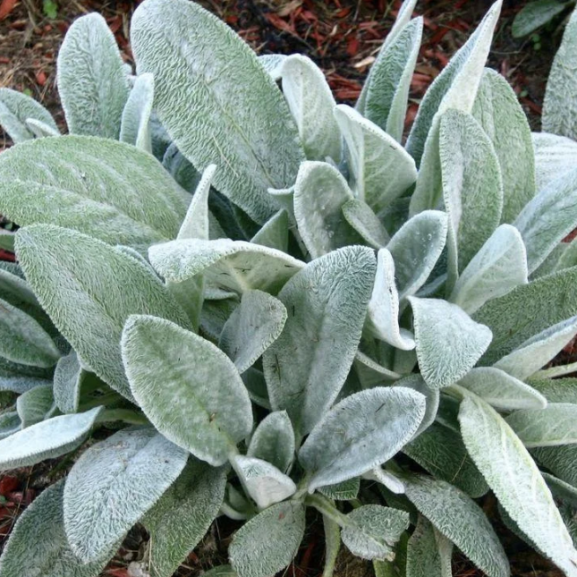 Чистец шерстистый Чистец шерстистый фото