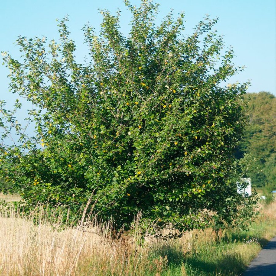 Яблоня лесная Биттенфейдэ, С3 - Dolina-Sad.Ru