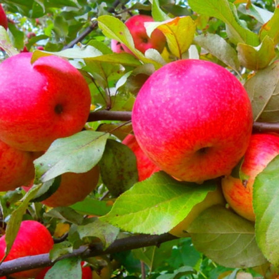 Яблоня Арнабель Яблоня Арнабель - Dolina-Sad.Ru