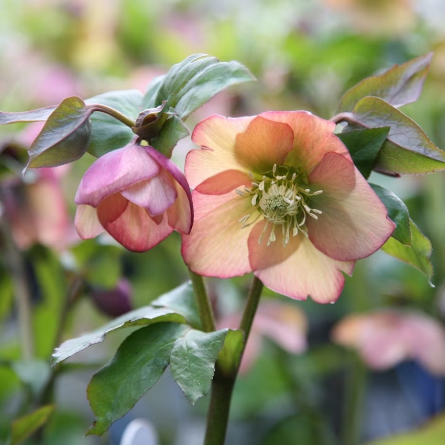 Морозник Априкот - Dolina-Sad.Ru