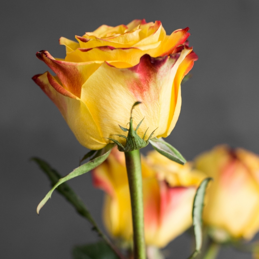 Роза Йеллоу Магия - Dolina-Sad.Ru