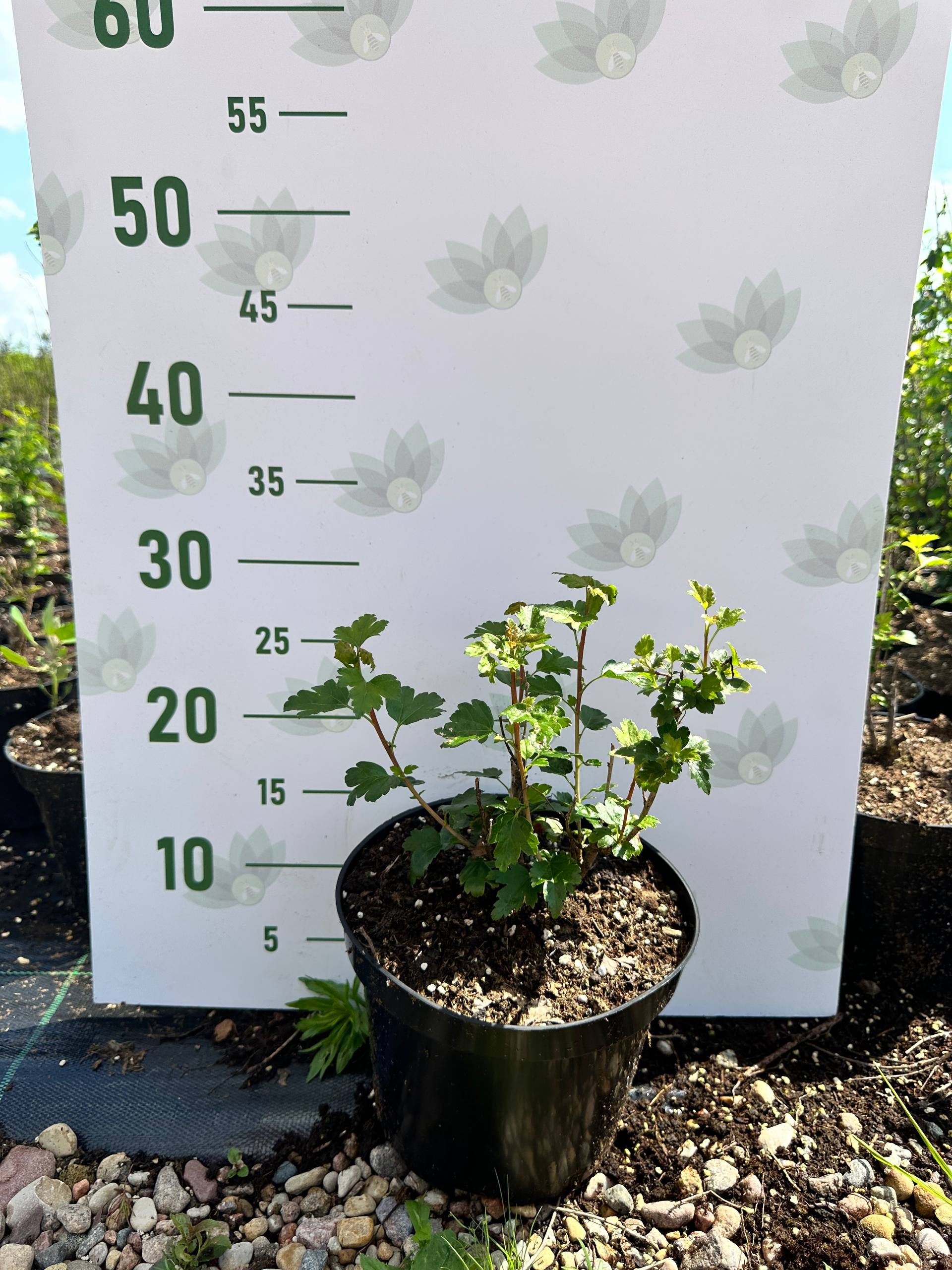 Смородина альпийская, С3 - Dolina-Sad.Ru