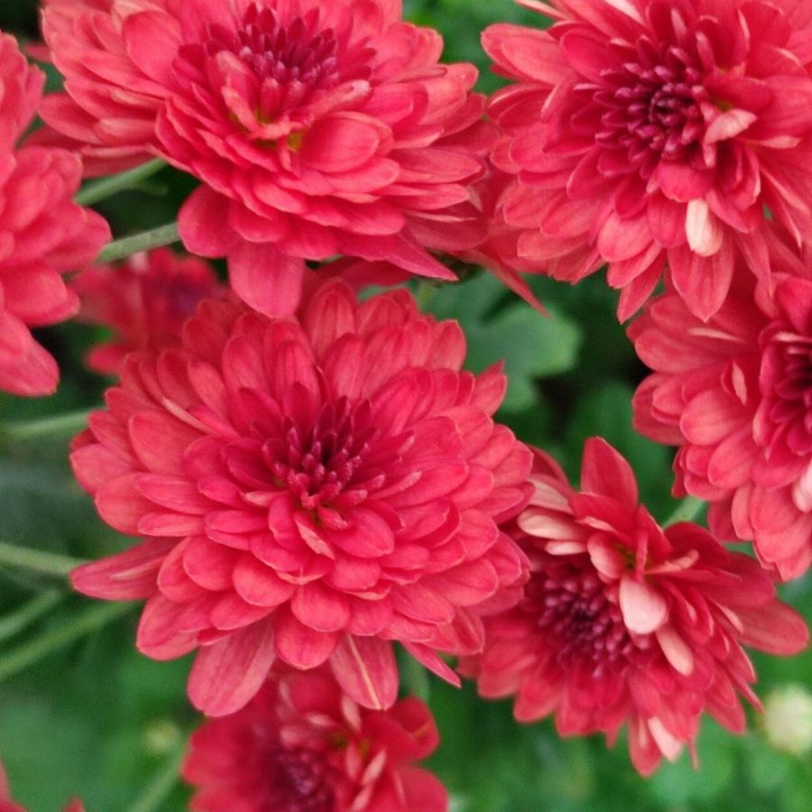 Хризантема мультифлора Бранхил Ред Хризантема мультифлора Бранхил Ред - Dolina-Sad.Ru