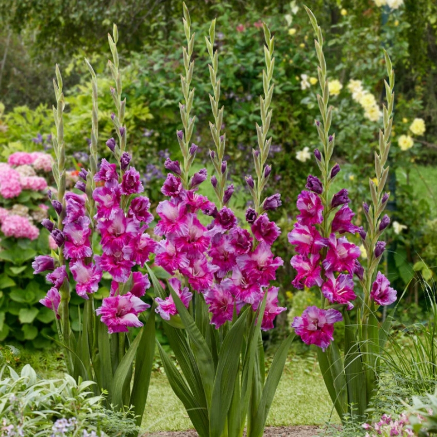 Гладиолус Фиолетовое искусство Гладиолус Фиолетовое искусство - Dolina-Sad.Ru