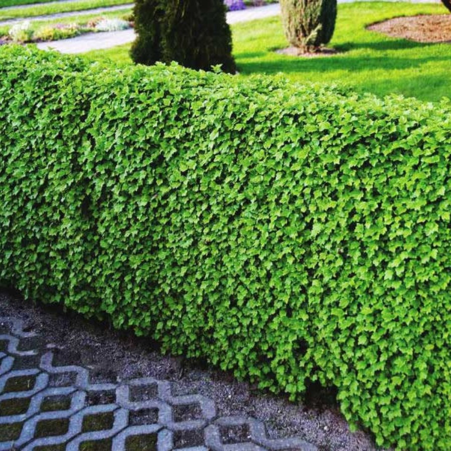 Смородина альпийская, С3 - Dolina-Sad.Ru