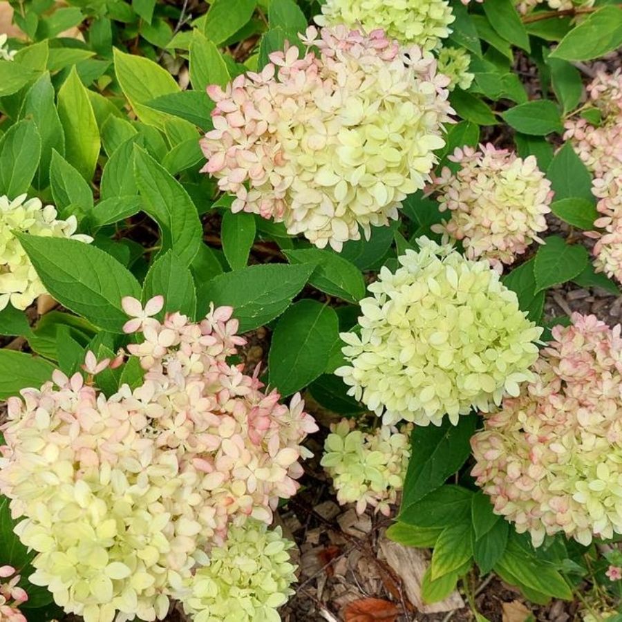 Гортензия метельчатая Би Грин, С2 - Dolina-Sad.Ru