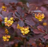 Барбарис Тунберга Шоколад Саммер, С3 Барбарис Тунберга Шоколад Саммер, С3 - Dolina-Sad.Ru