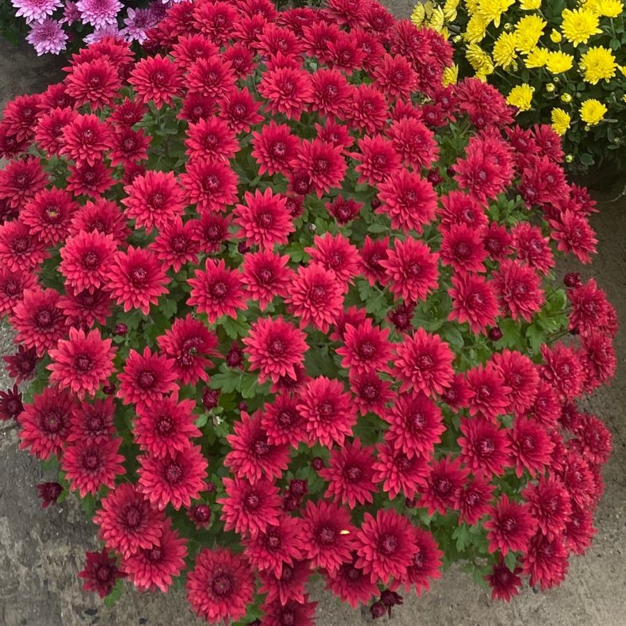 Хризантема мультифлора Бранхил Ред Хризантема мультифлора Бранхил Ред - Dolina-Sad.Ru