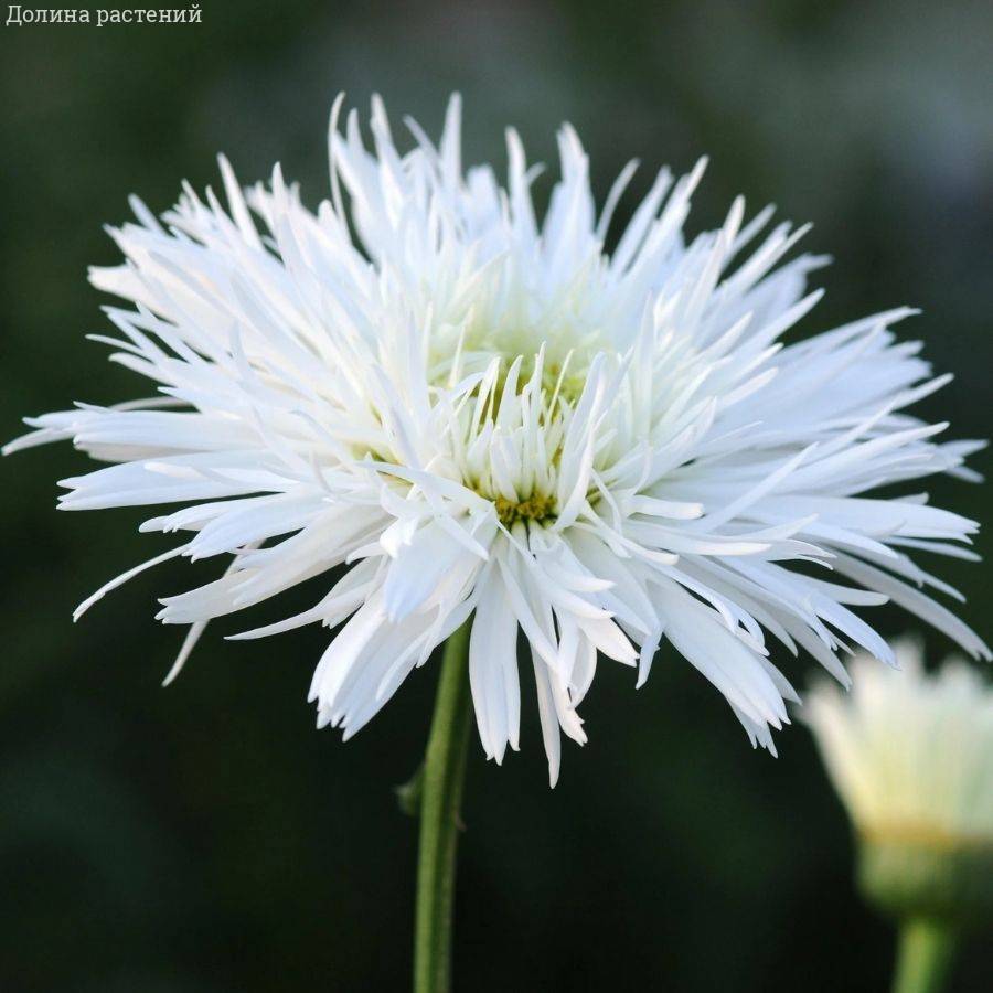 Нивяник крупный Санте - Dolina-Sad.Ru