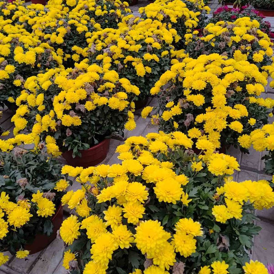 Хризантема мультифлора Джи Джи Еллоу Хризантема мультифлора Джи Джи Еллоу - Dolina-Sad.Ru