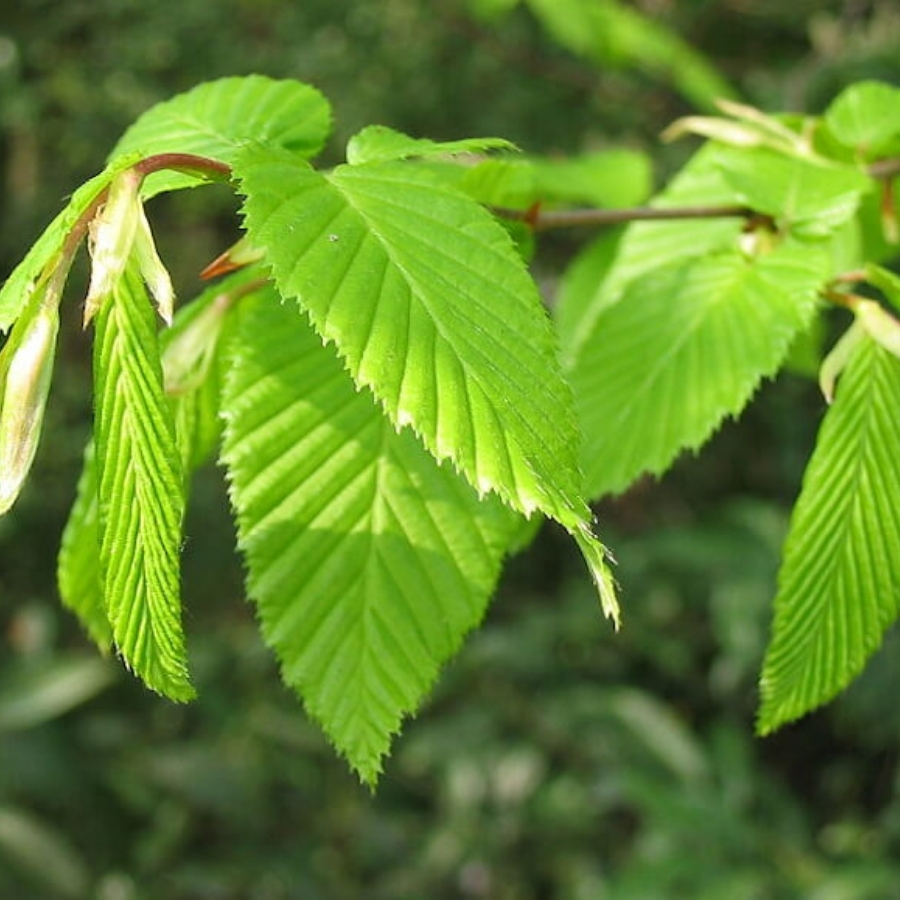 Граб обыкновенный, С3 - Dolina-Sad.Ru