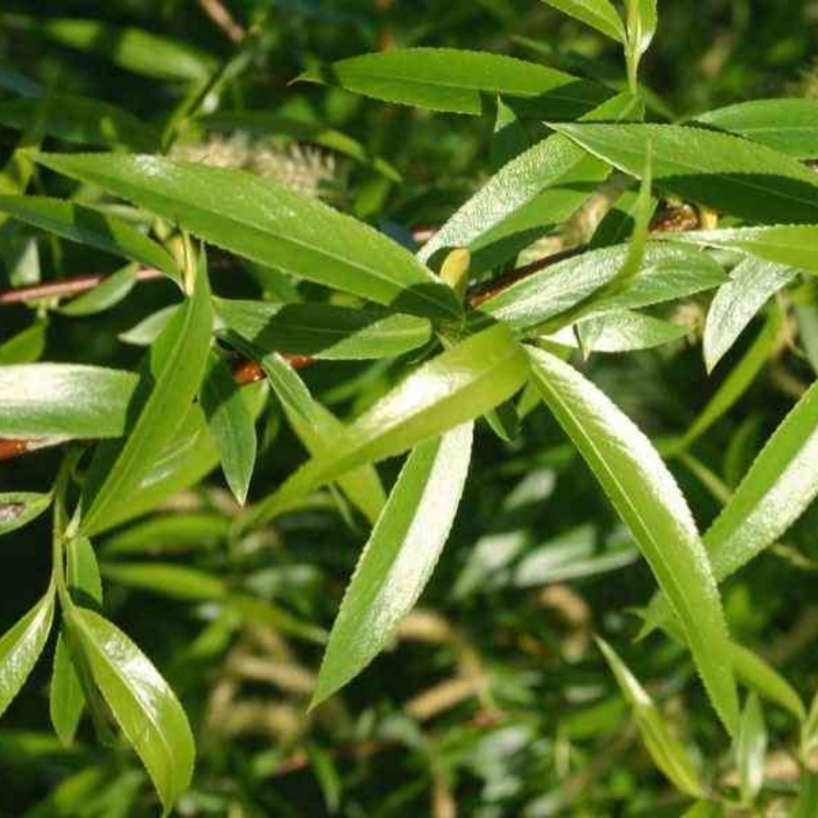 Ива ломкая, С3 - Dolina-Sad.Ru