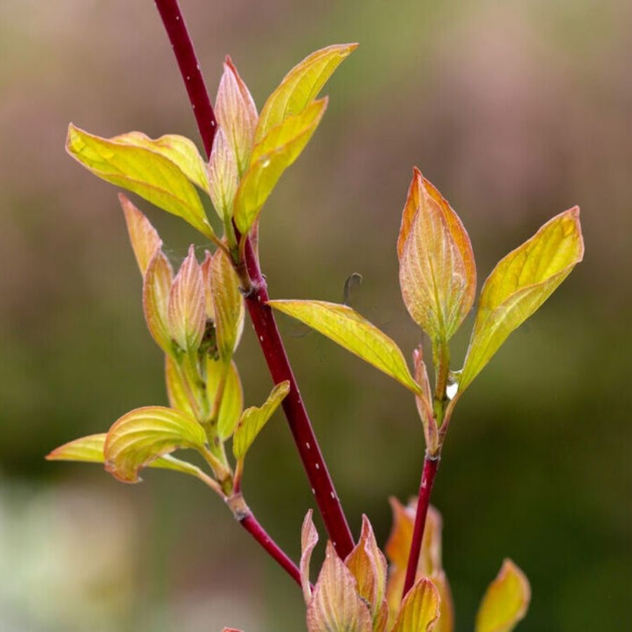 Дерен белый Неон Берст, С2 - Dolina-Sad.Ru