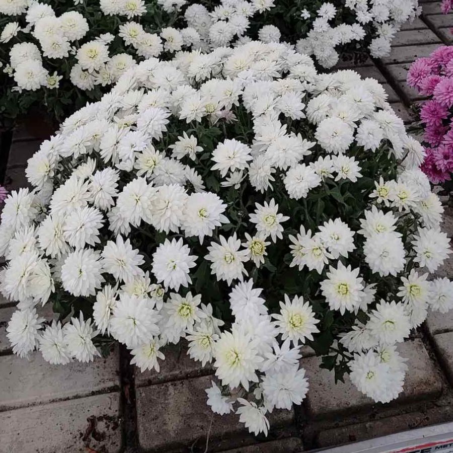 Хризантема мультифлора Бранарктис Вайт Хризантема мультифлора Бранарктис Вайт - Dolina-Sad.Ru