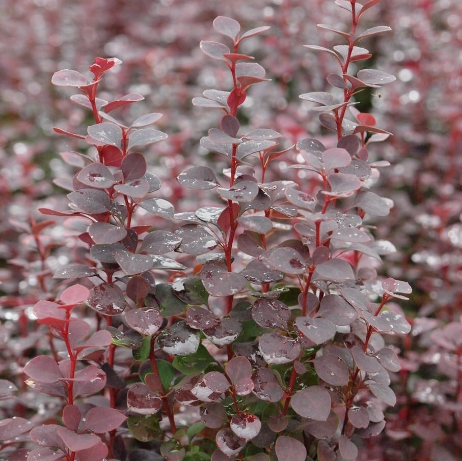 Барбарис Тунберга Шоколад Саммер, С3 Барбарис Тунберга Шоколад Саммер, С3 - Dolina-Sad.Ru