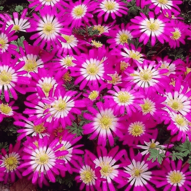 Анемона Бланда Виолет Стар Анемона Бланда Виолет Стар фото