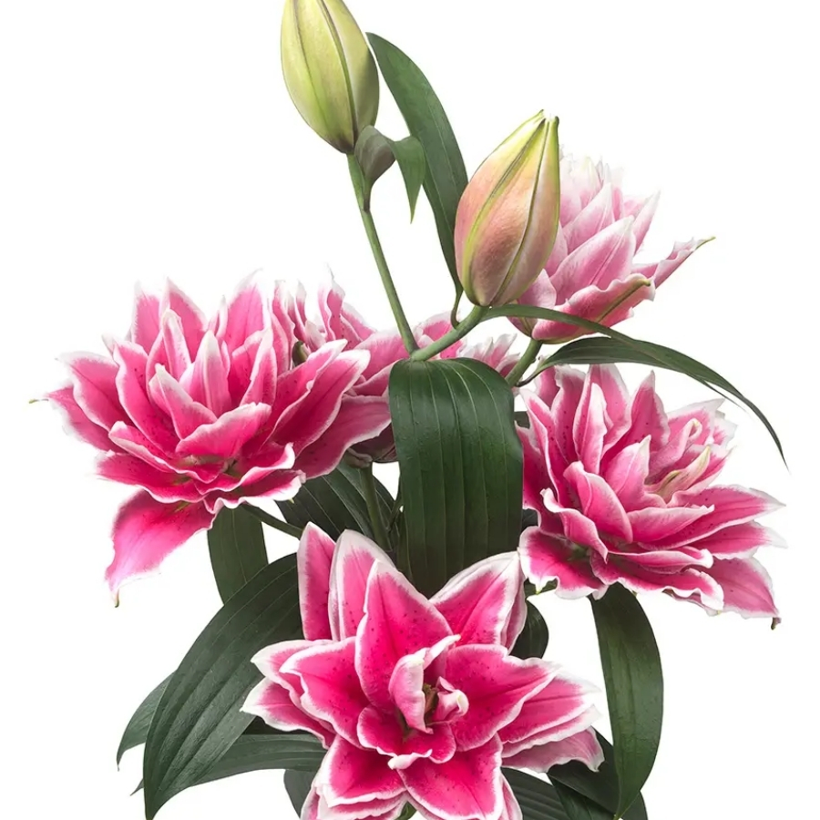 Лилия Роузлили Саманта Лилия Роузлили Саманта - Dolina-Sad.Ru