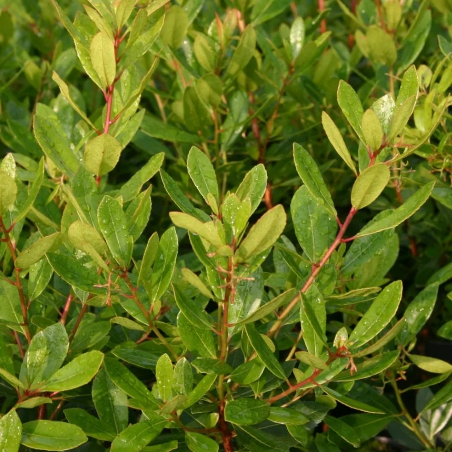 Земляничное дерево Кобра - Dolina-Sad.Ru