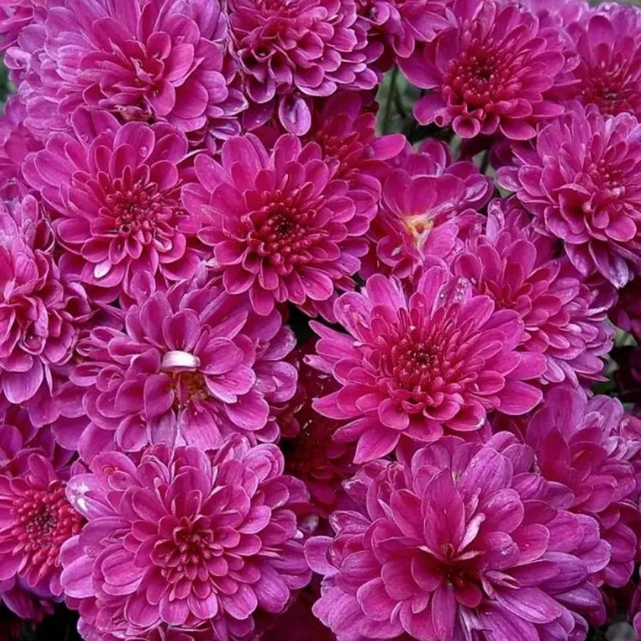 Хризантема мультифлора Бронсоуд Пурпл Хризантема мультифлора Бронсоуд Пурпл - Dolina-Sad.Ru