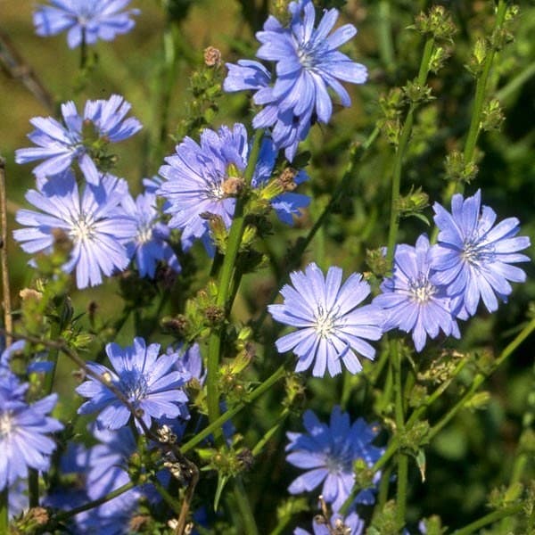 Цикорий Знахарь лекарственный Цикорий Знахарь лекарственный фото
