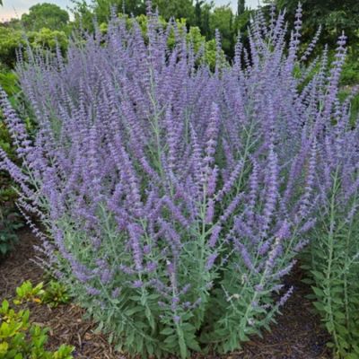 Перовския лебедолистная Прайм Тайм - Dolina-Sad.Ru