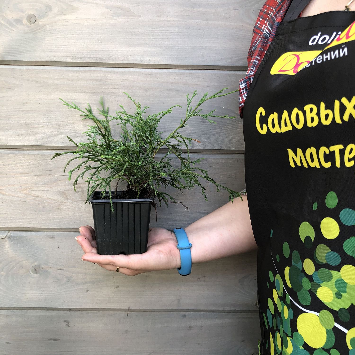 Можжевельник обыкновенный Репанда Можжевельник обыкновенный Репанда фото