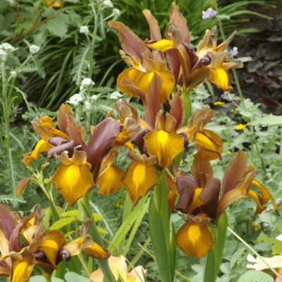 Ирис Бронз Бьюти Ирис Бронз Бьюти фото